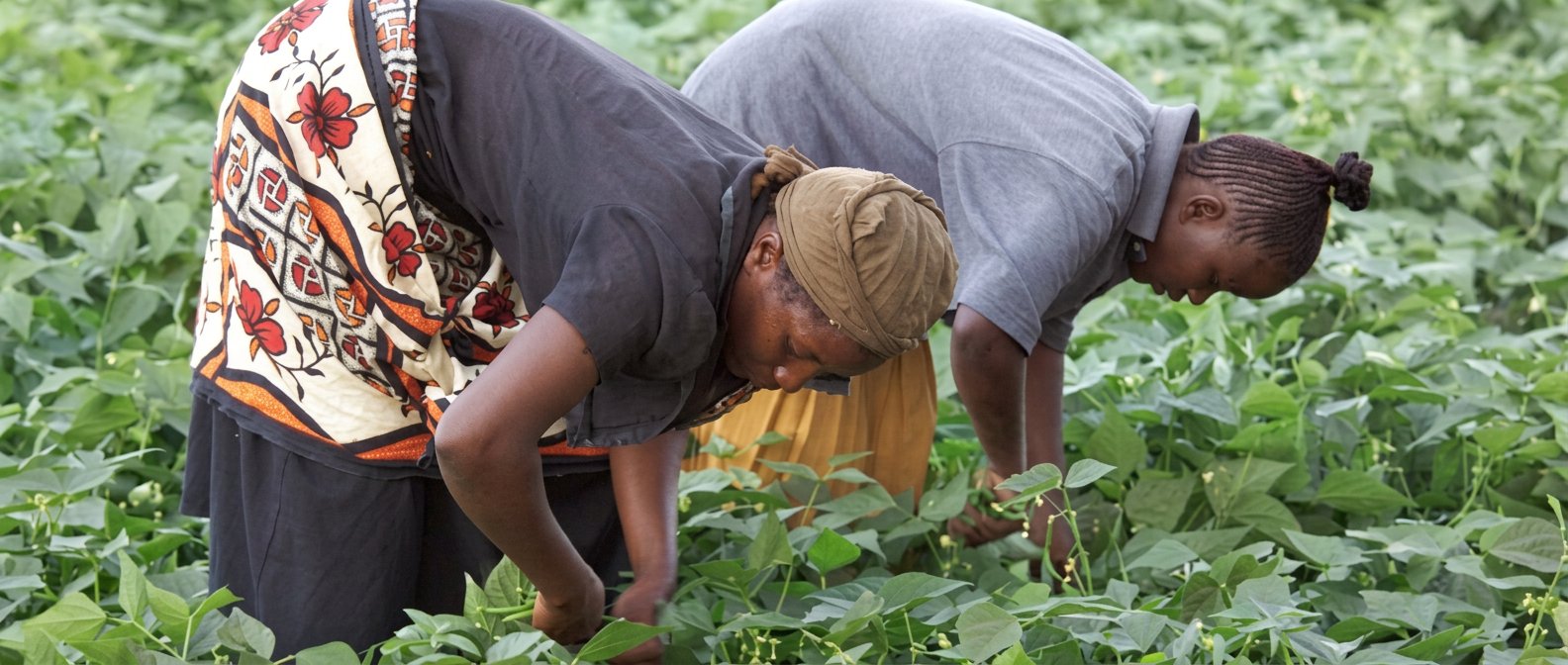 Horticultural farmers, Kenya